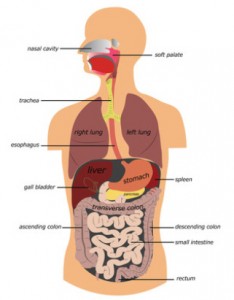 IBD and IBS affect different parts of the digestive tract